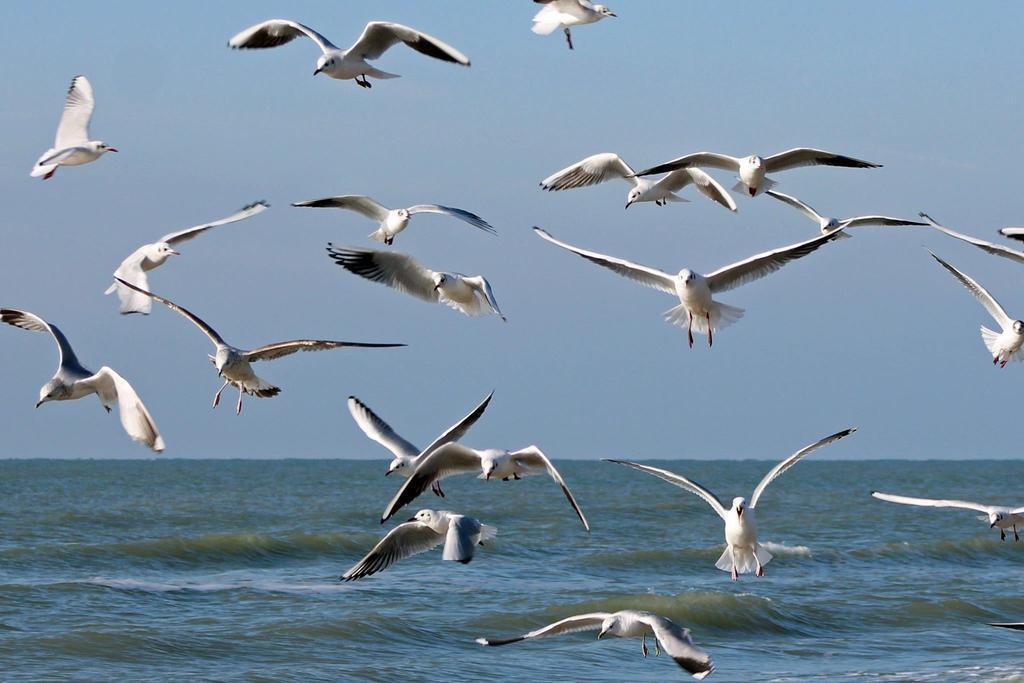 De Blaauboer Homestay Egmond aan Zee